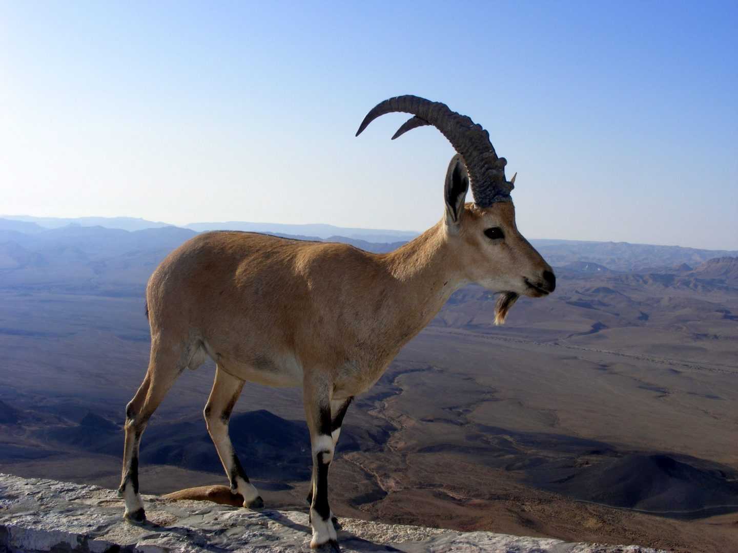 עבודה מועדפת בדרום